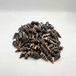 doğal beyaz mini deniz kabuğu seti