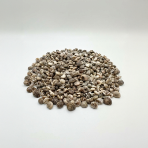 doğal mini salyangoz formlu deniz kabuğu seti