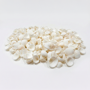 doğal beyaz mini deniz kabuğu seti