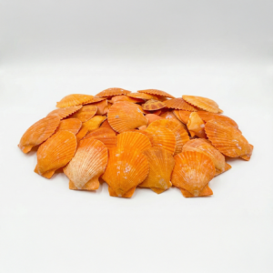 doğal beyaz mini deniz kabuğu seti