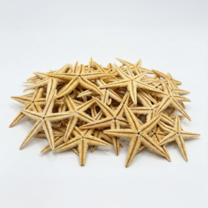 doğal beyaz mini deniz kabuğu seti