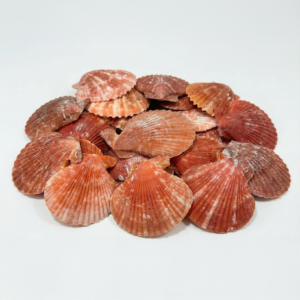 doğal beyaz mini deniz kabuğu seti